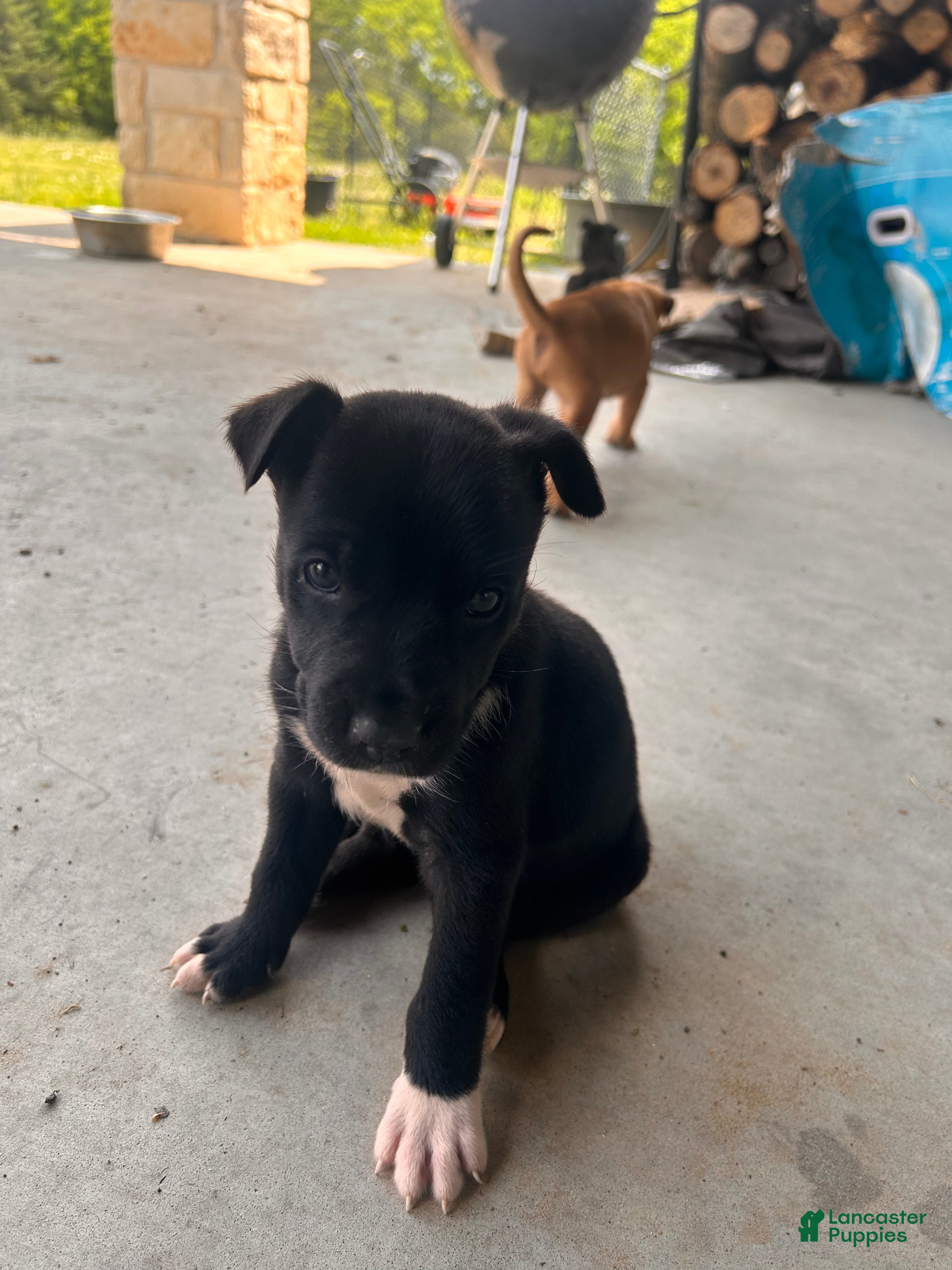 Mixed Breed dogs Mixed Breed Puppy 1 - Ad 1