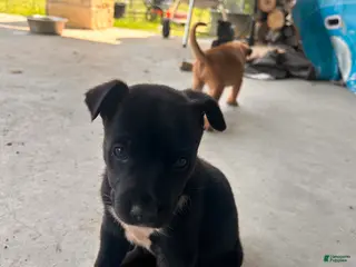 Mixed Breed dogs for sale: Mixed Breed Puppy 1 - Ad 2