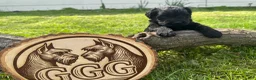 Giant Schnauzer dogs for sale: Poppy - Ad 3