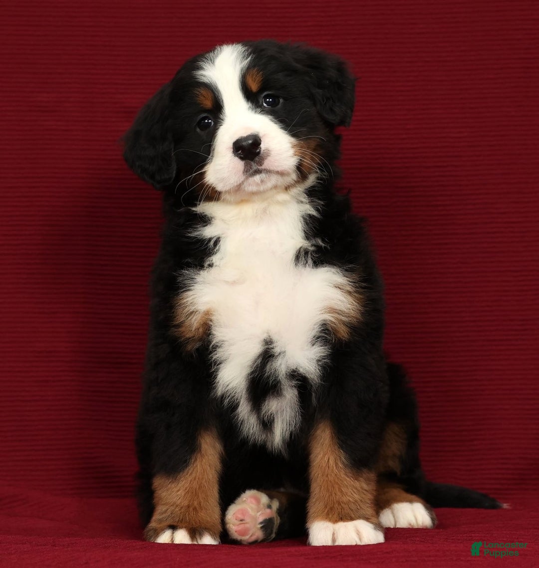 Bernese Mountain Dog dogs for sale: Piper - Ad 1