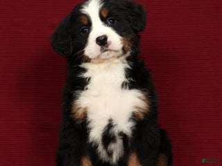 Bernese Mountain Dog dogs Piper - Ad 23