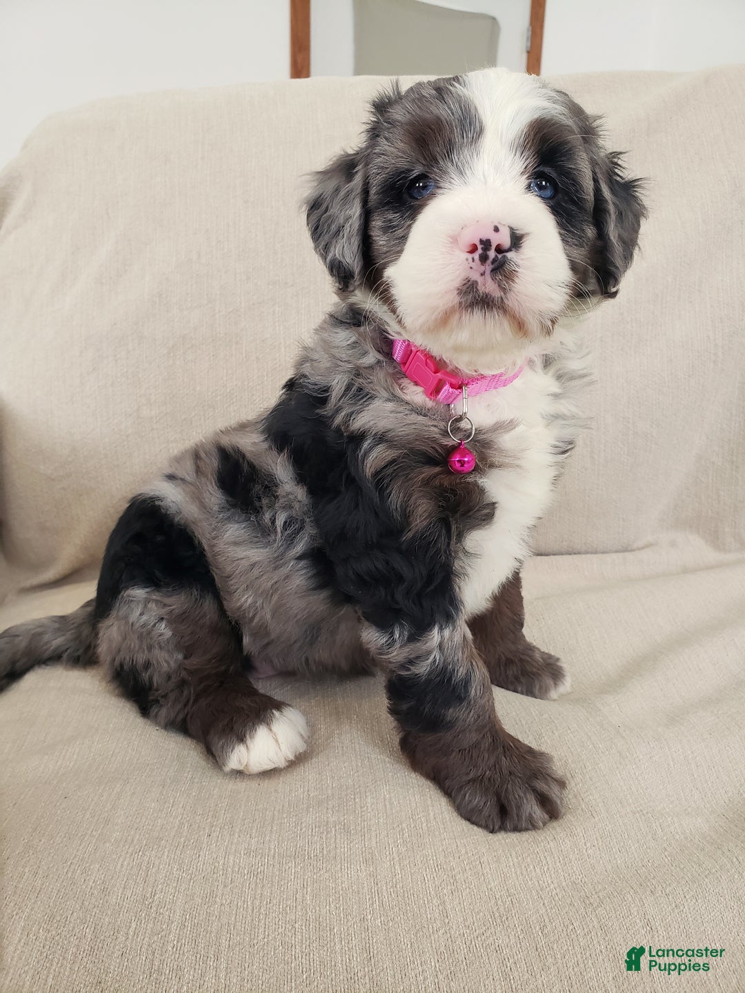 Mini Bernedoodle dogs for sale: Indie - Ad 5