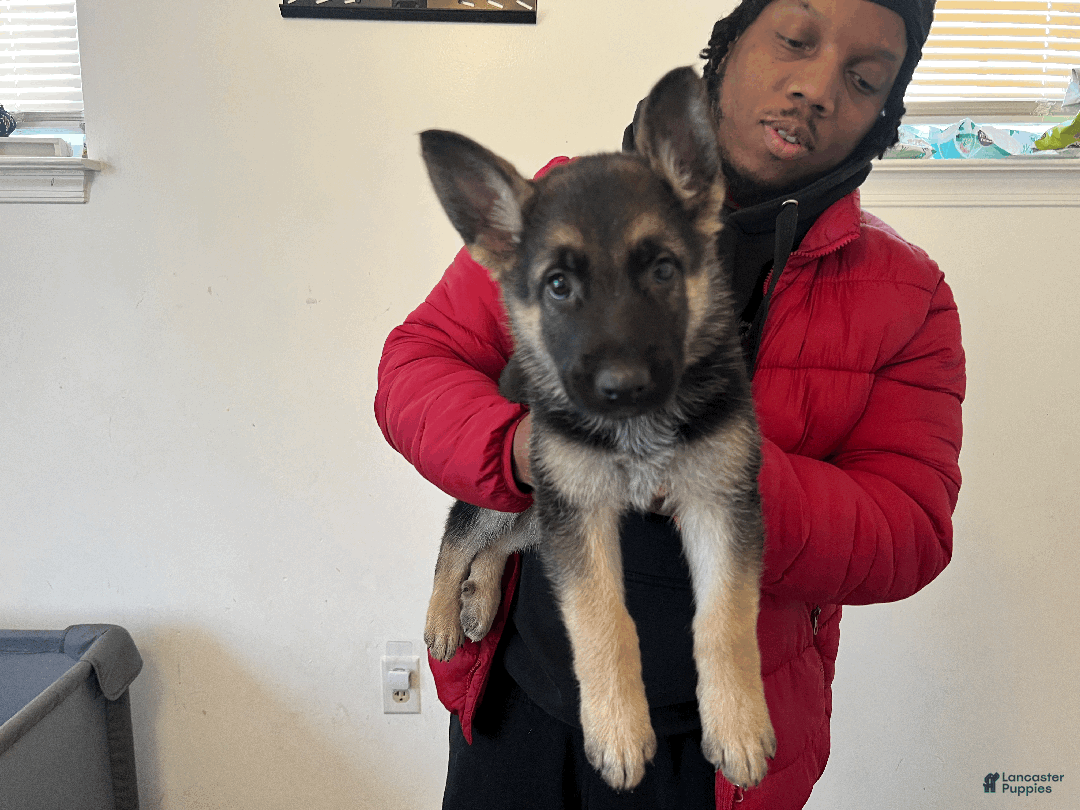 German Shepherd dogs for sale: Beast - Ad 3