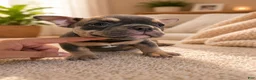 American Bully dogs for sale: Indica - Ad 3