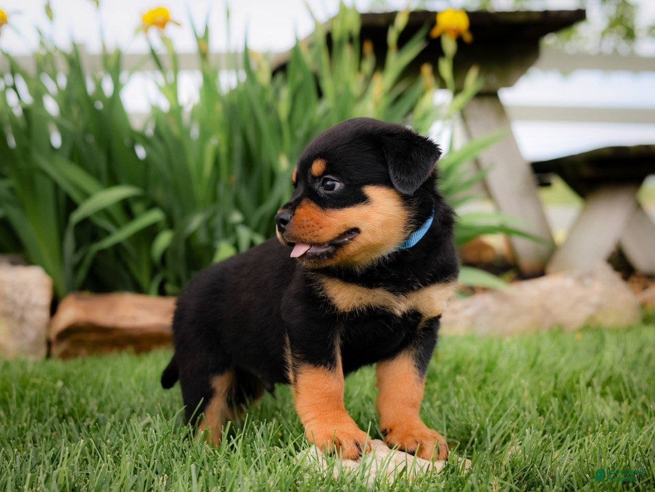 Rottweiler dogs Usher - Ad 2