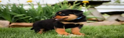Rottweiler dogs for sale: Usher - Ad 2