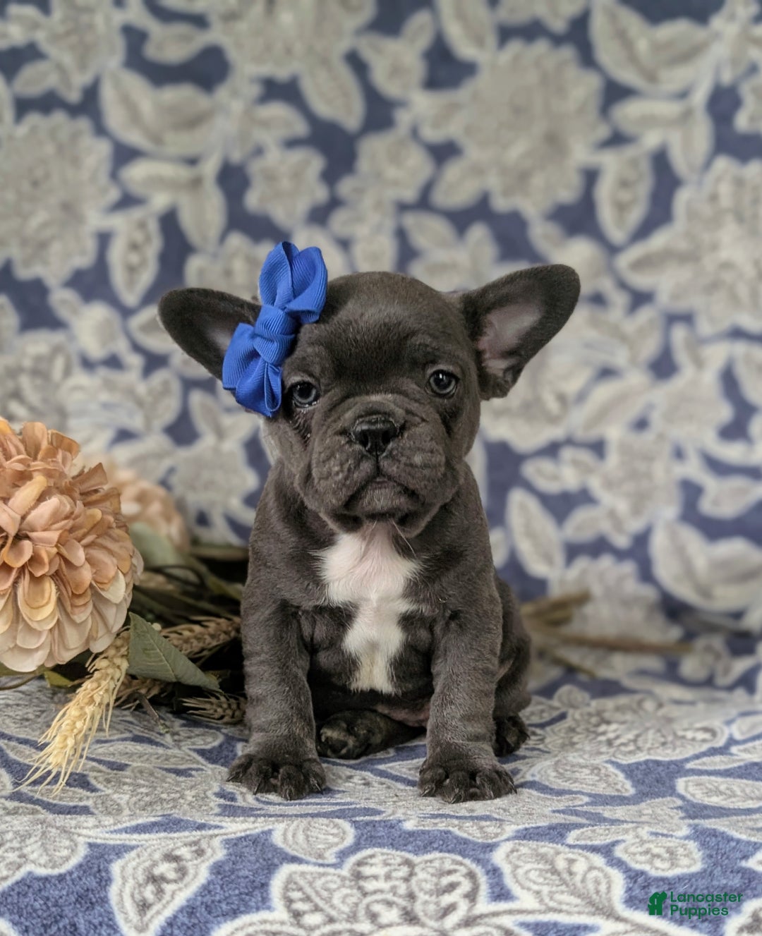 French Bulldog dogs for sale: Nadia - Ad 22