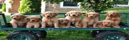 Golden Retriever dogs for sale: Edison - Ad 3