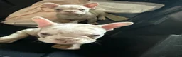 French Bulldog dogs for sale: French Bulldog Puppy 1 - Ad 5