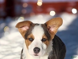 Welsh Corgi Pembroke dogs Apex Bluie - Ad 10