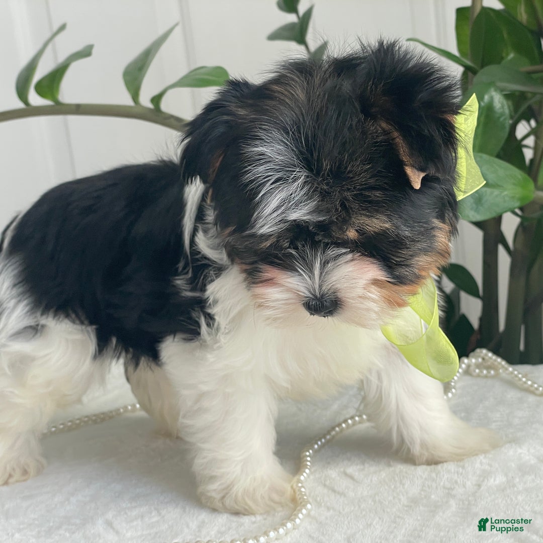 Biewer Terrier dogs for sale: Kodiak - Ad 6