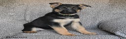 German Shepherd dogs for sale: Sofia - Ad 2