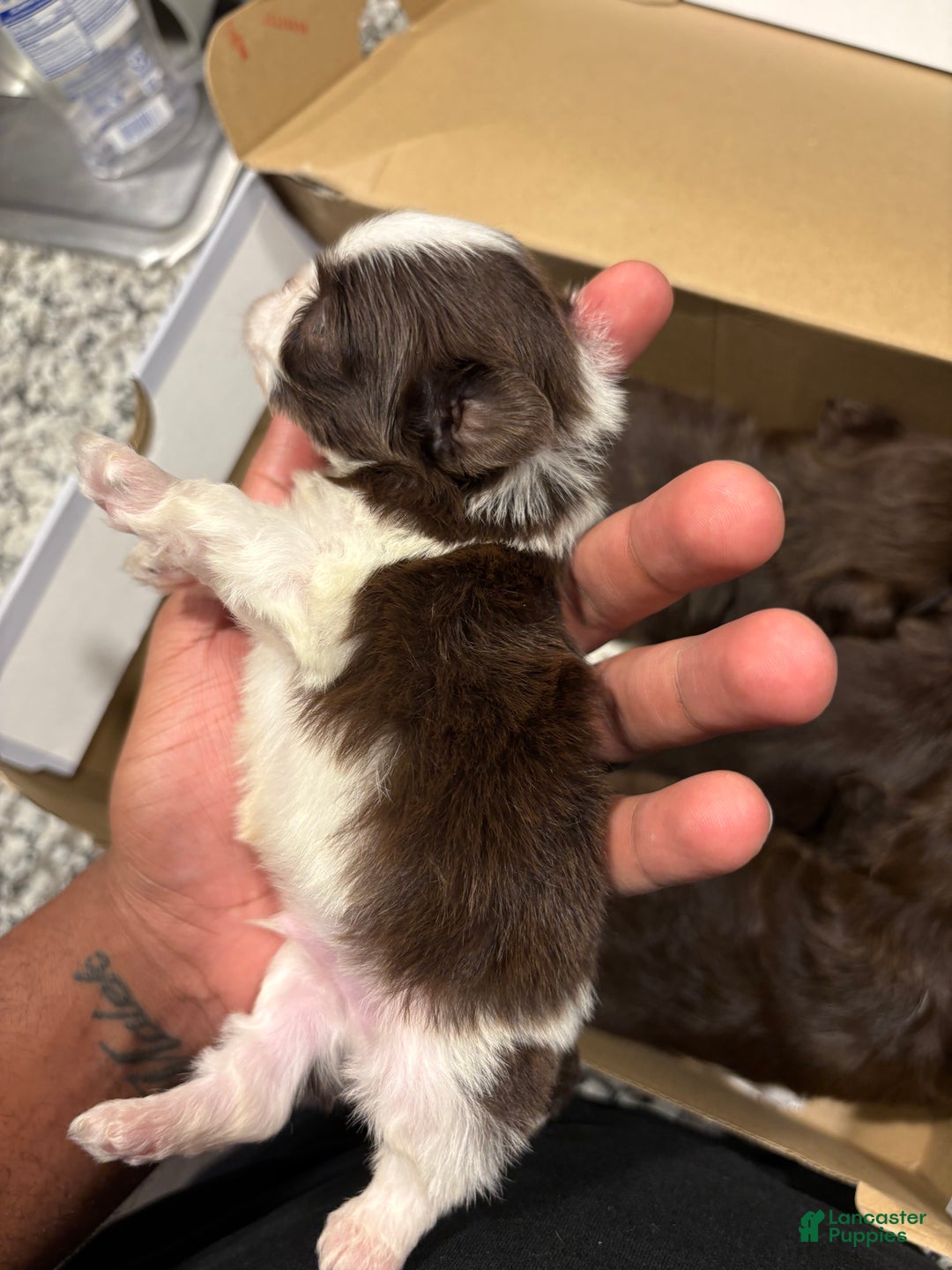 Shih Tzu dogs for sale: Jr - Ad 3