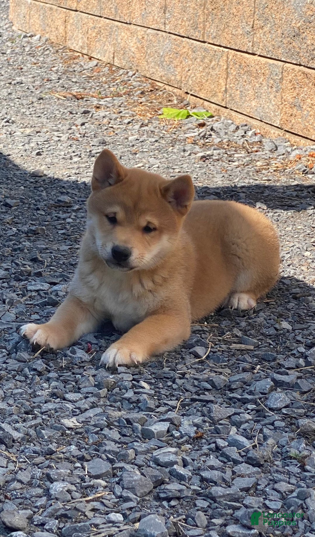 Shiba Inu dogs for sale: Ivy - Ad 8