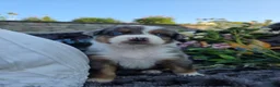 Australian Shepherd dogs for sale: Zane - Ad 3