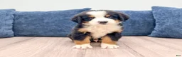 Bernese Mountain Dog dogs for sale: Johnny - Ad 3
