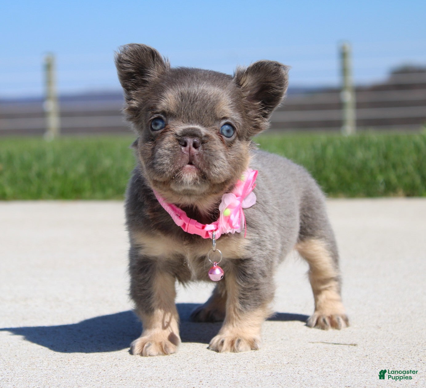 French Bulldog dogs Miss Tiny - Ad 1