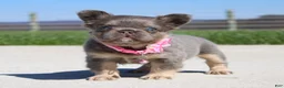 French Bulldog dogs for sale: Miss Tiny - Ad 1