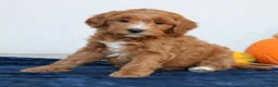 Mini Goldendoodle dogs for sale: Millie  - Ad 3