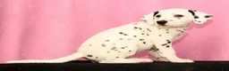 Dalmatian dogs for sale: Jemima - Ad 4