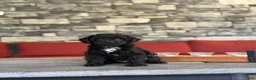Miniature Poodle dogs for sale: Harry - Ad 1