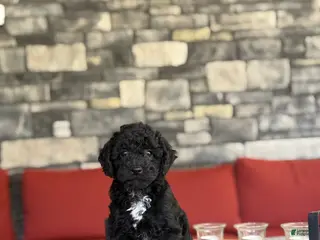 Miniature Poodle dogs for sale: Harry - Ad 1