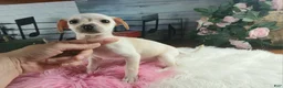 Chihuahua dogs for sale: White girl chi 2. Hand delivery  - Ad 3