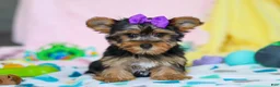 Yorkshire Terrier dogs for sale: Macie - Ad 4
