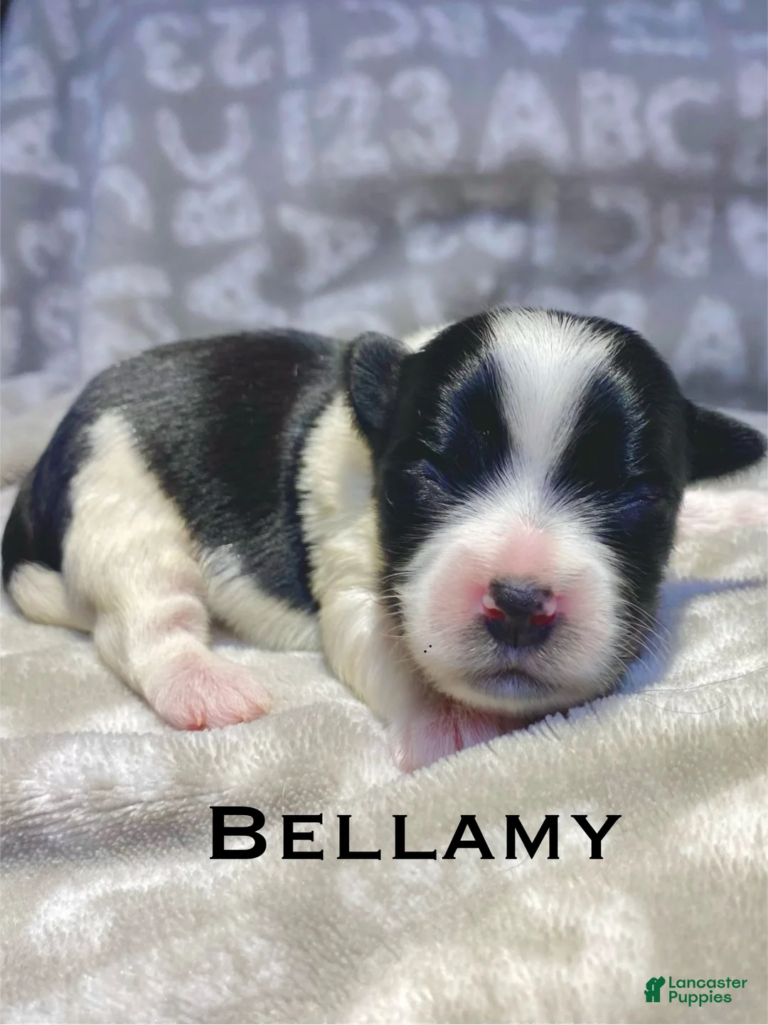 Biewer Terrier dogs for sale: Bellamy - Ad 1
