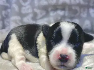 Biewer Terrier dogs Bellamy - Ad 4