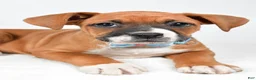 Boxer dogs for sale: Rick Boxer mix - Ad 5