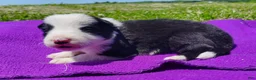 Border Collie dogs for sale: Gloria  - Ad 7