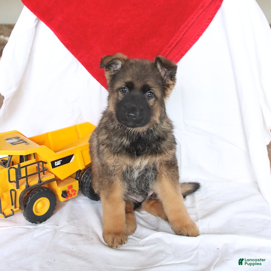 German Shepherd dogs Otto - Ad 2