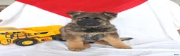 German Shepherd dogs for sale: Otto - Ad 2
