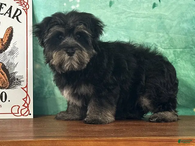 Yochon dogs for sale: Stormy - Ad 1