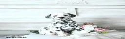 Dalmatian dogs for sale: Skye - Ad 3