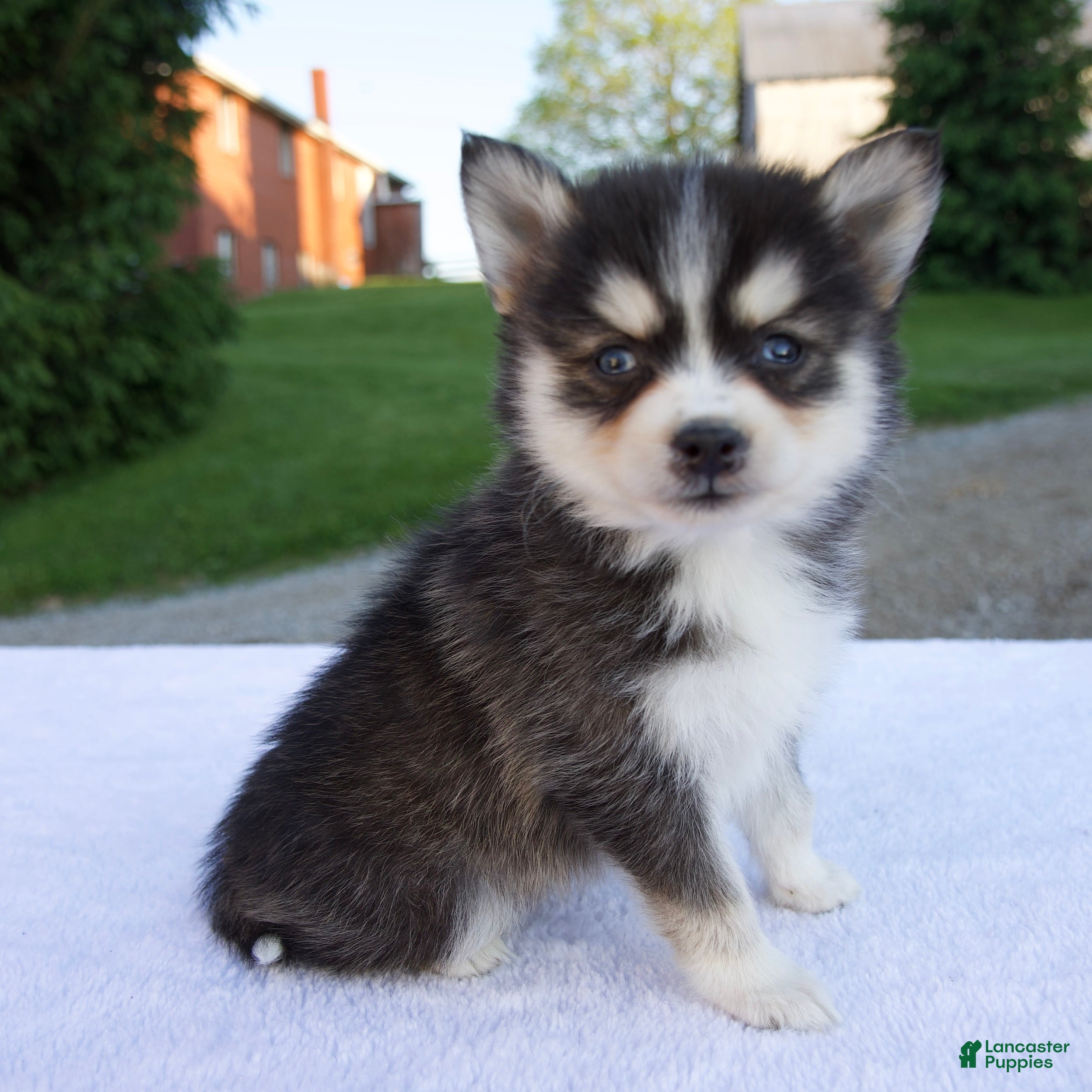 Pomsky dogs Marley - Ad 2