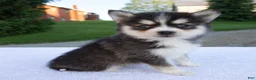 Pomsky dogs for sale: Marley - Ad 2