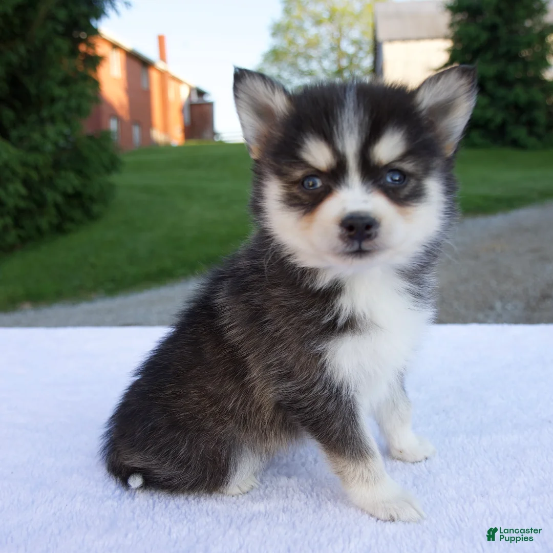Pomsky dogs for sale: Marley - Ad 2