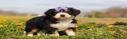 Mini Bernedoodle dogs for sale: Kayla - Ad 5