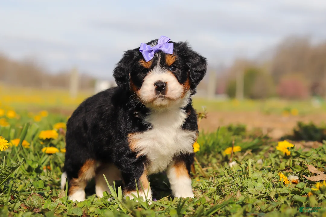 Mini Bernedoodle dogs for sale: Kayla - Ad 5
