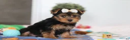 Yorkshire Terrier dogs for sale: Cora - Ad 3