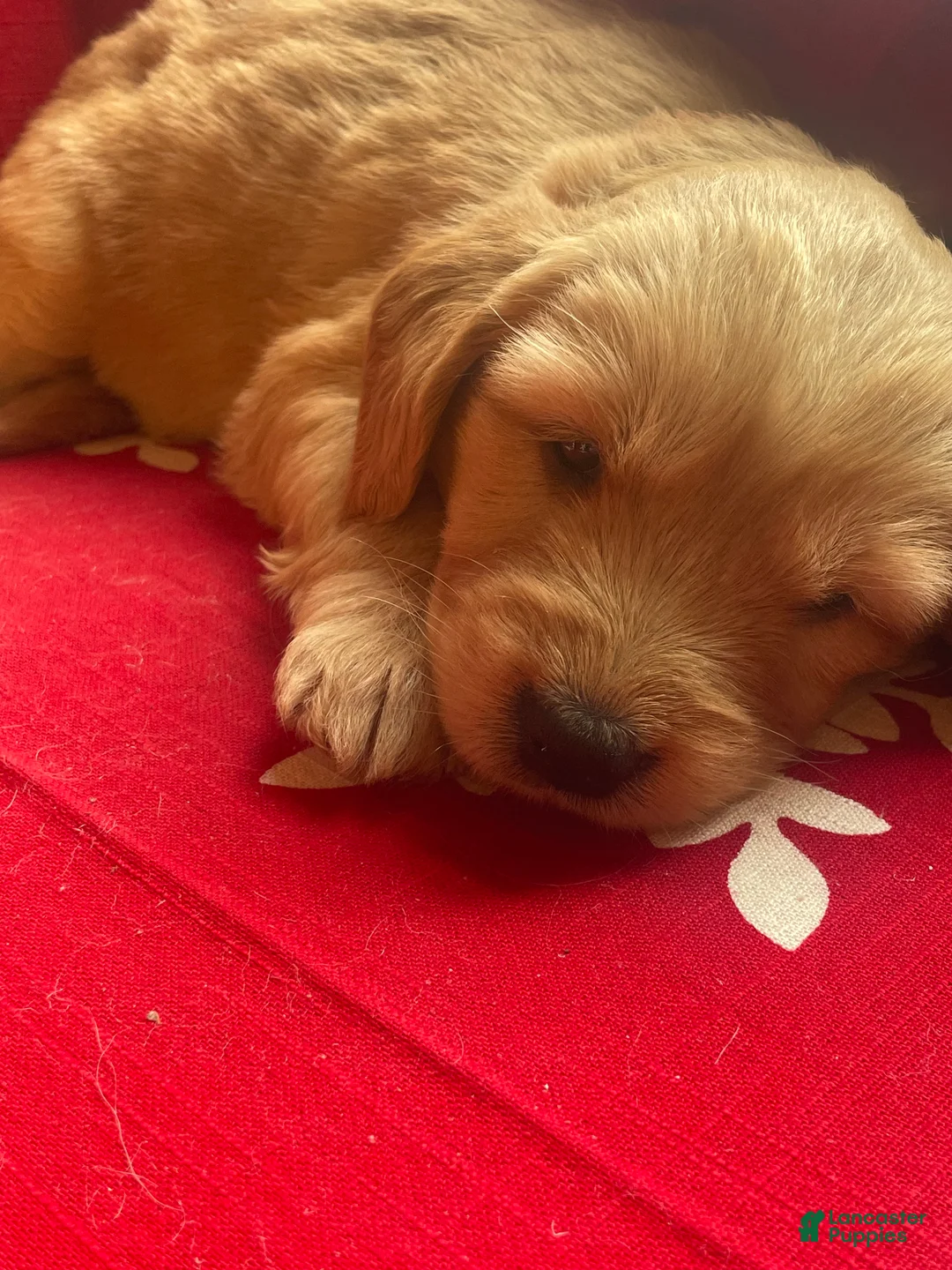 Goldendoodle dogs for sale: Goldendoodle Puppy 3 - Ad 3