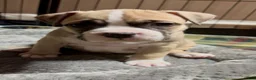 American Bully dogs for sale: American Bully Female - Ad 2