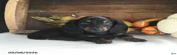 Miniature Dachshund dogs for sale: Delia - Ad 3