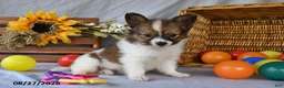 Papillon dogs for sale: Turbo - Ad 5