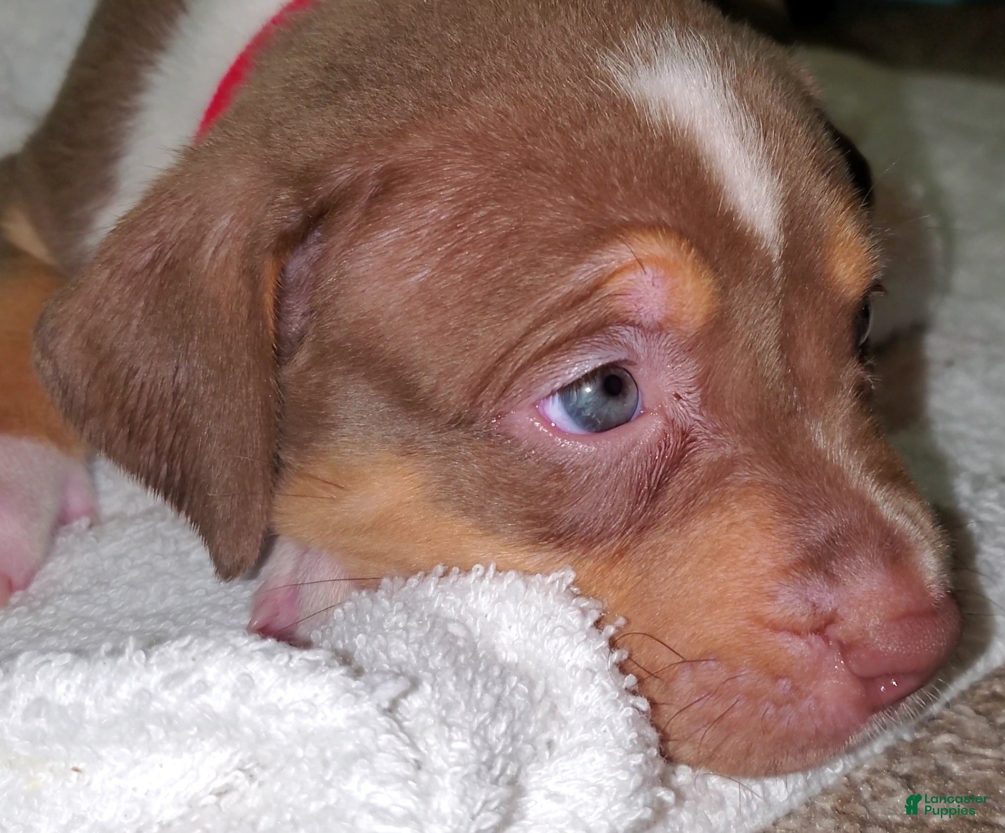 American Bully dogs for sale: RED - Ad 1