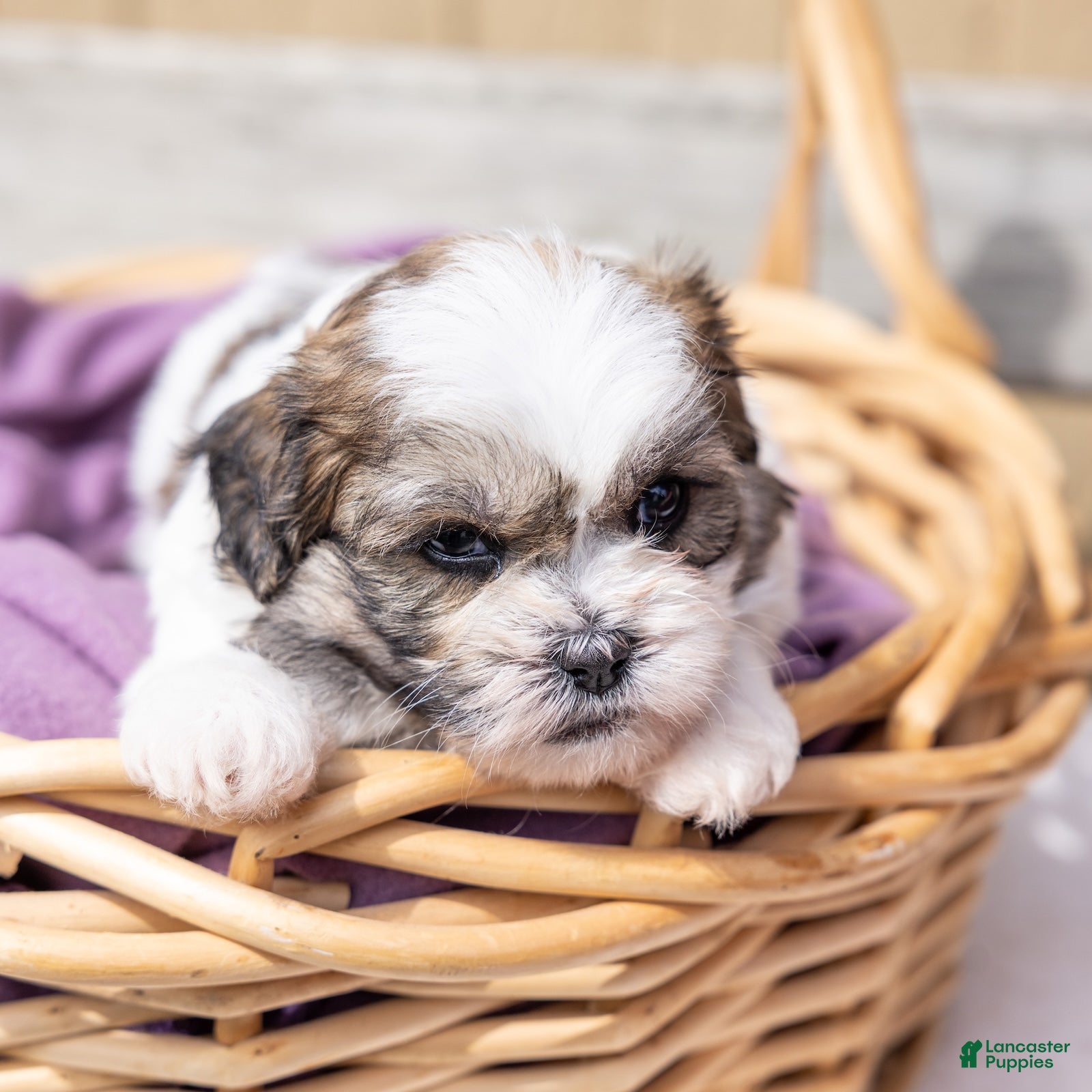 Teddy Bear dogs Cherry - Ad 2