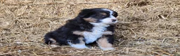 Mixed Breed dogs for sale: Sitka - Ad 3