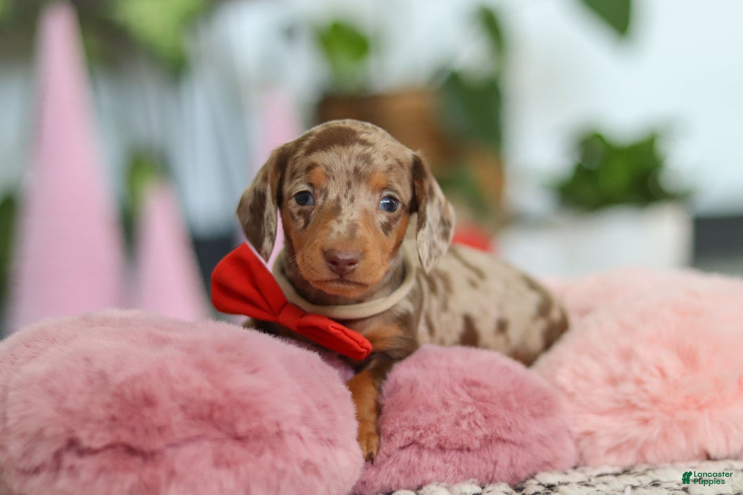 Dachshund dogs for sale: Jackson  - Ad 8